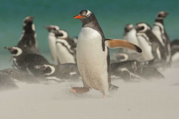 Bleaker Island Gentoo penguins and blowing sand
